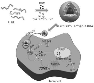 Multifunctional anti-cancer nano material based on polypeptide-rare earth nanocrystals and preparation method of multifunctional anti-cancer nano material