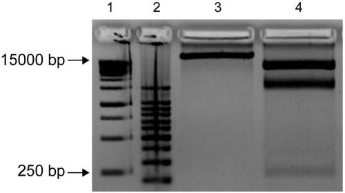 Rice RH4 gene and application thereof