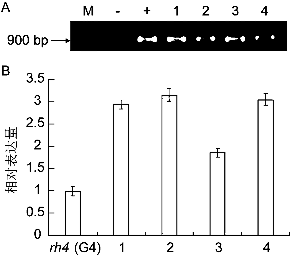 Rice RH4 gene and application thereof