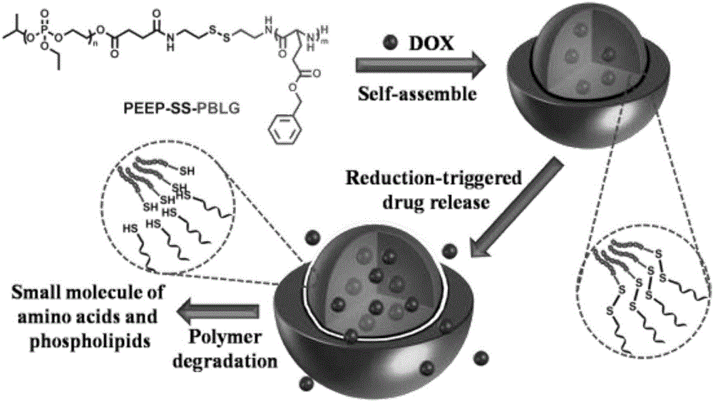 Preparation and application of reducing sensitive nano-micelle