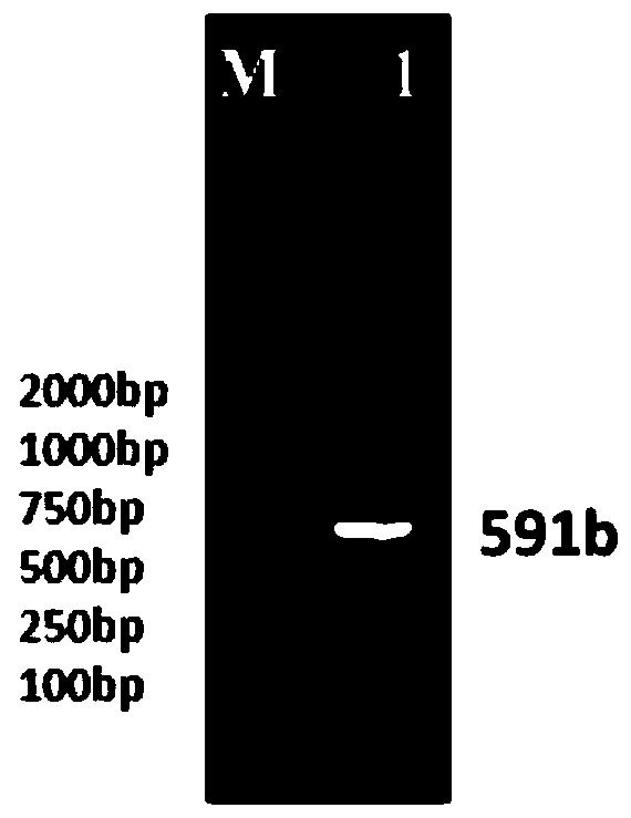 Cucumber cserf004 gene and its encoded protein and application