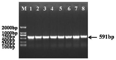 Cucumber cserf004 gene and its encoded protein and application