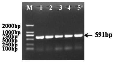 Cucumber cserf004 gene and its encoded protein and application