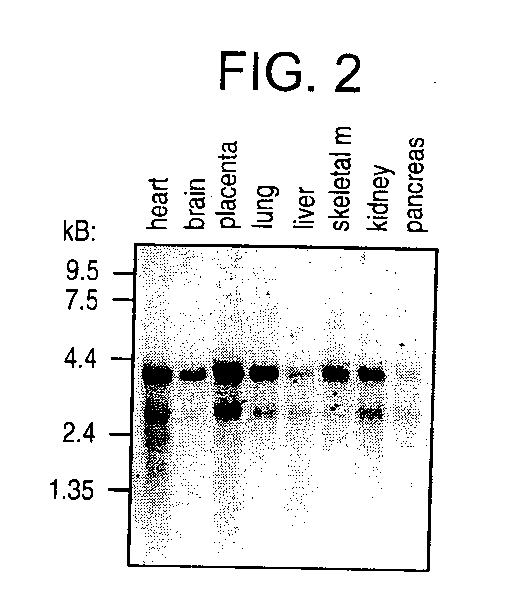 Novel human lysosomal protein and methods of its use
