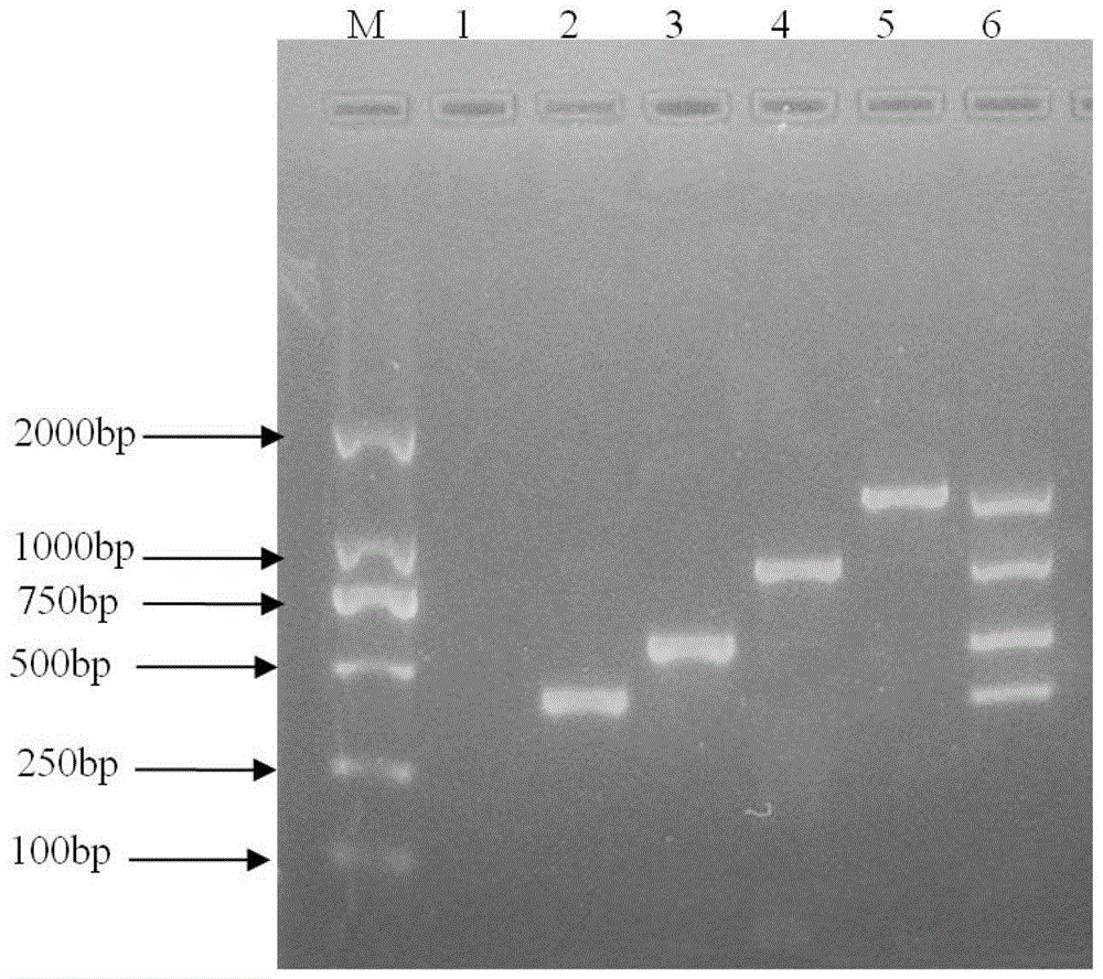 Method for synchronously detecting four whitefly transmitted gemini-viruses infecting tomatoes