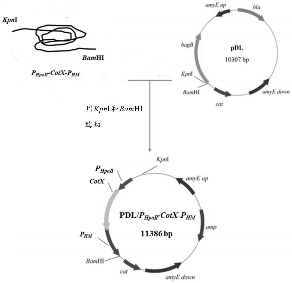 Recombinant bacillus subtilis capable of efficiently adsorbing multiple heavy metals as well as preparation method and application of recombinant bacillus subtilis