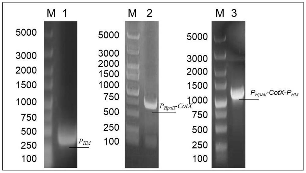 Recombinant bacillus subtilis capable of efficiently adsorbing multiple heavy metals as well as preparation method and application of recombinant bacillus subtilis