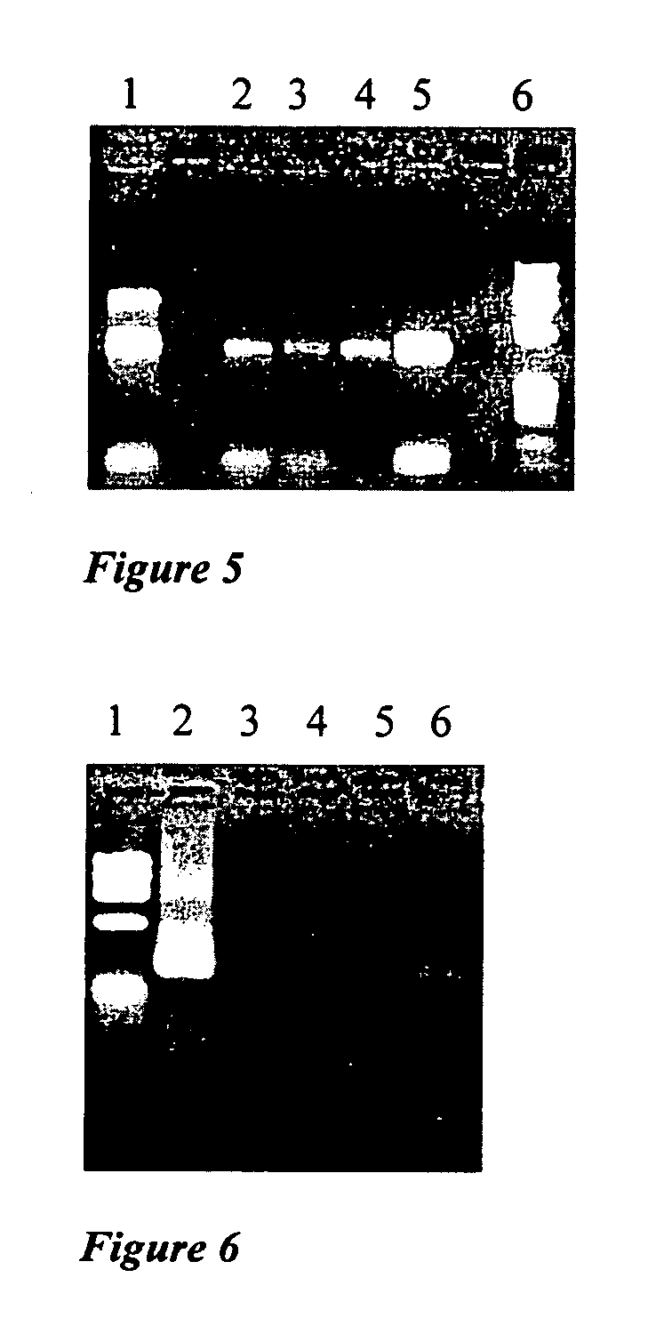 Methods for obtaining thermostable enzymes, DNA polymerase I variants from Thermus aquaticus having new catalytic activities, methods for obtaining the same, and applications of the same