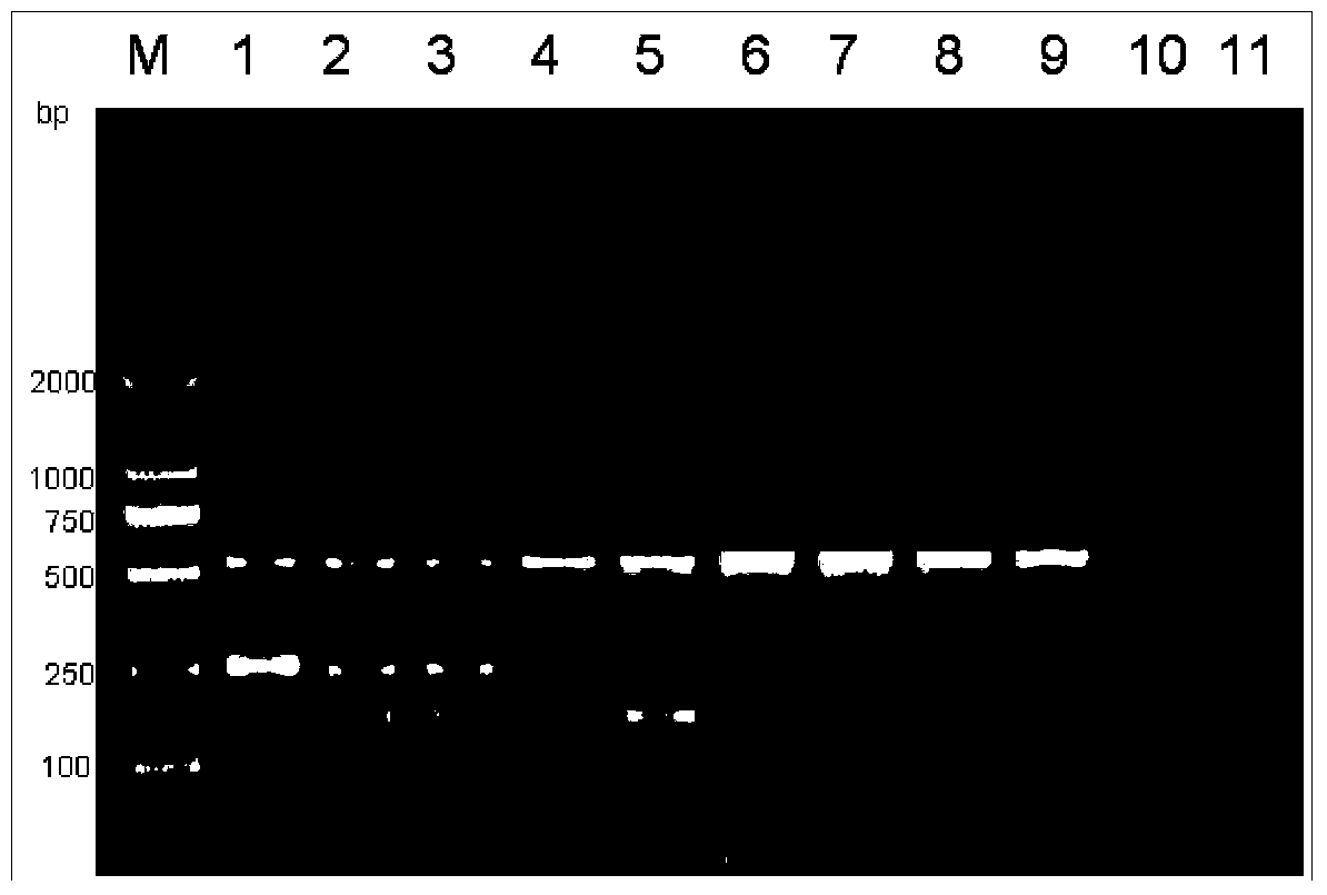 Kit for identifying nucleic acid of mycobacterium pathogeny through multiple PCR (polymerase chain reaction)