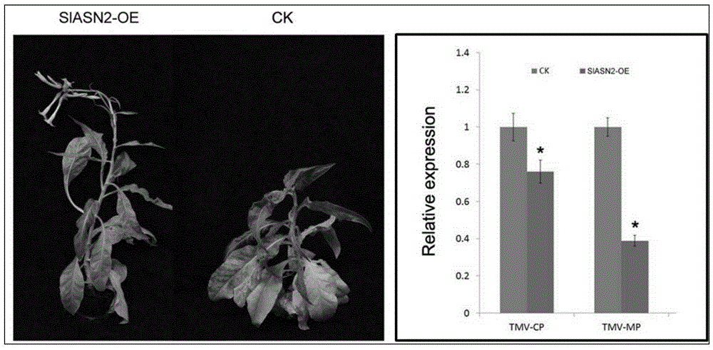 Plant disease-resistance regulating gene SlASN2 and application thereof