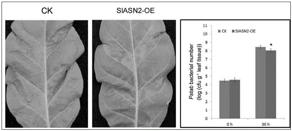 Plant disease-resistance regulating gene SlASN2 and application thereof