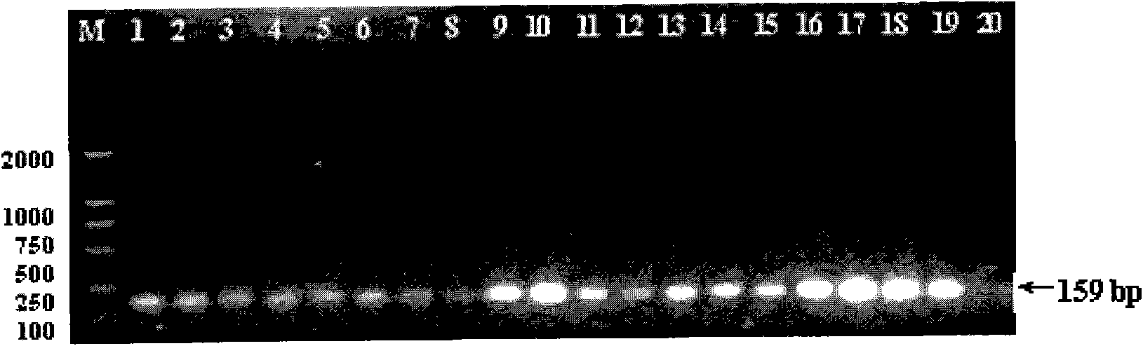 Primer for detecting peach-derived component in sample, method and kit