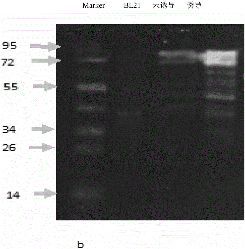 Efficient hydrogen-production functional gene vector pET32a-fdhF as well as construction and application thereof