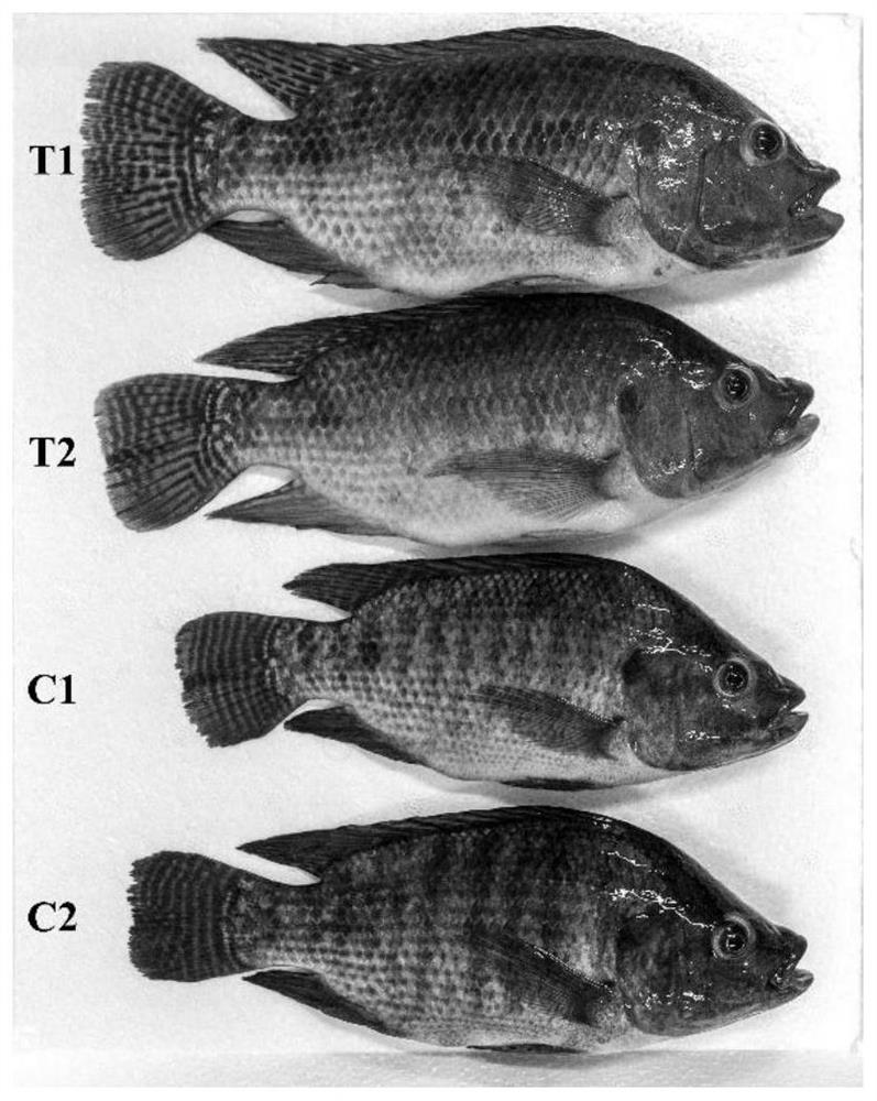 Antisense RNA sequence combination and application thereof in production of abortive tilapia