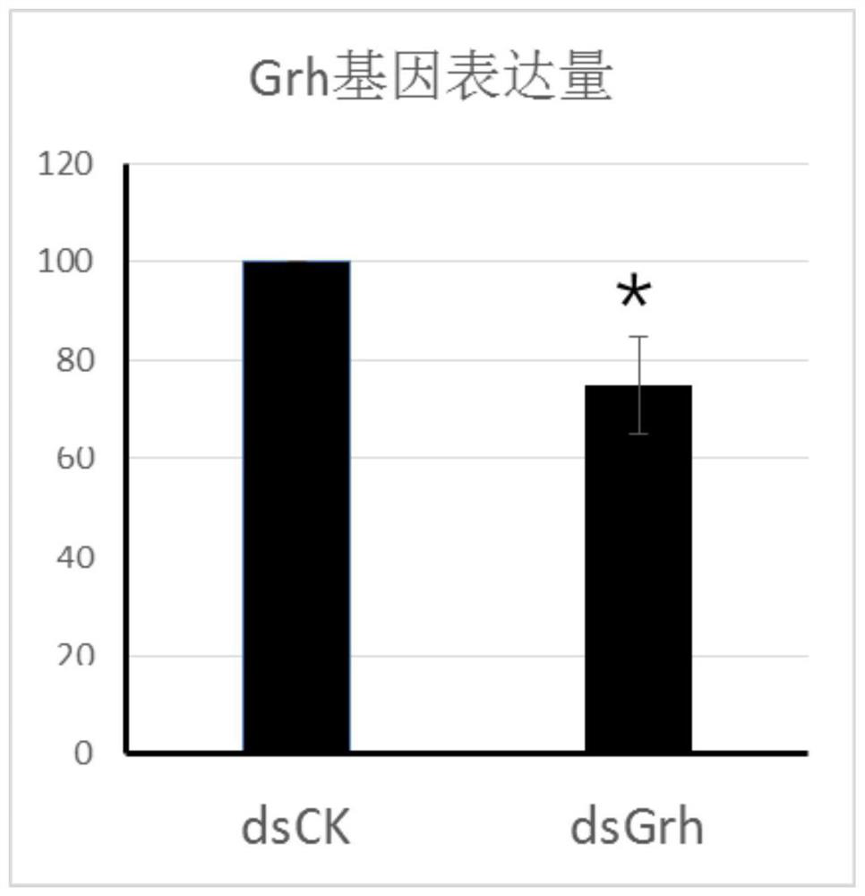 grh gene related to epidermis development of German cockroach, dsrna of the gene, preparation method and application thereof