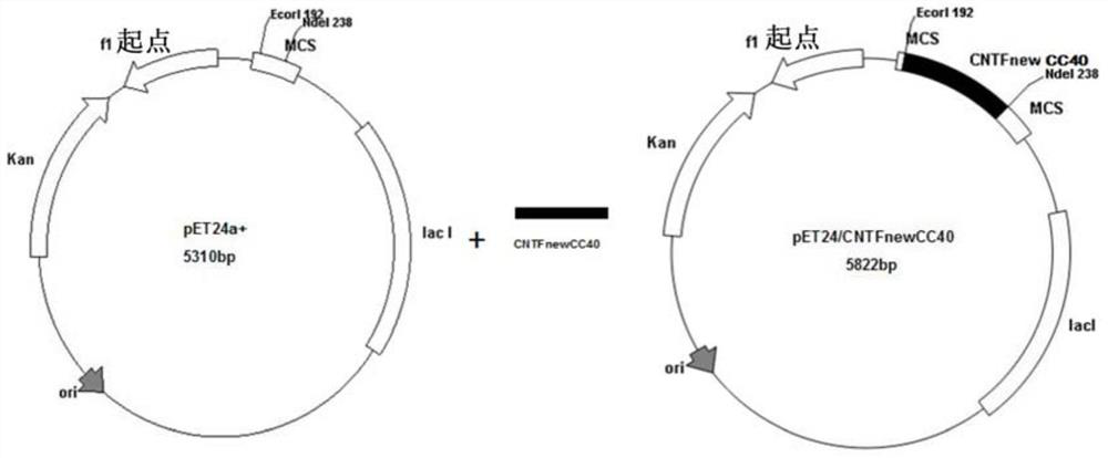 Ciliary neurotrophic factor mutant and its modified mutant and application