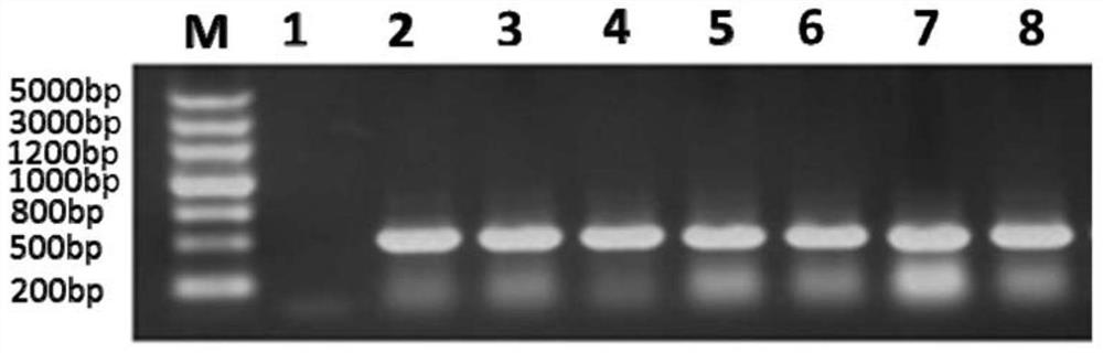 Ciliary neurotrophic factor mutant and its modified mutant and application