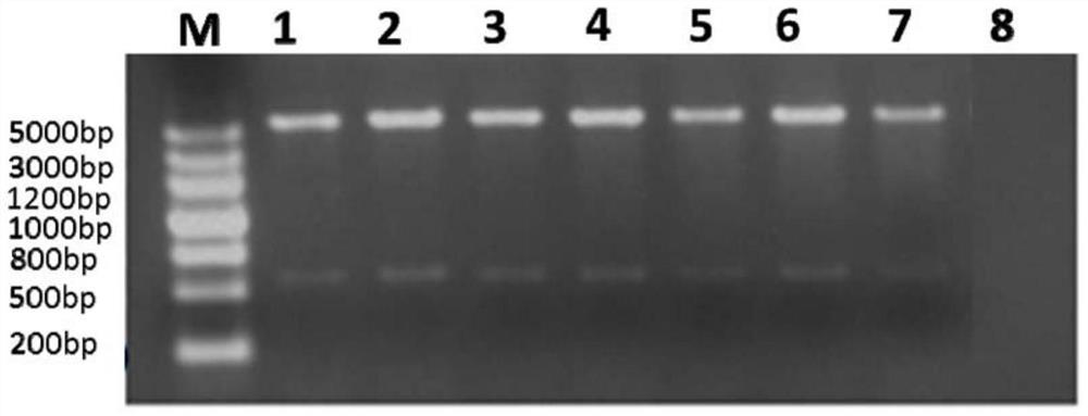 Ciliary neurotrophic factor mutant and its modified mutant and application