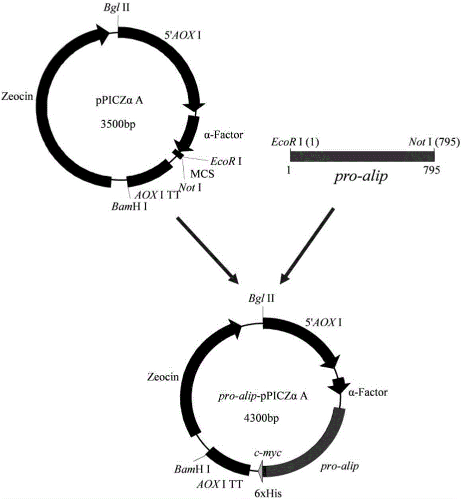 Pichia pastoris strain capable of efficiently heterologously expressing Penicillium cyclopium var.albus lipase