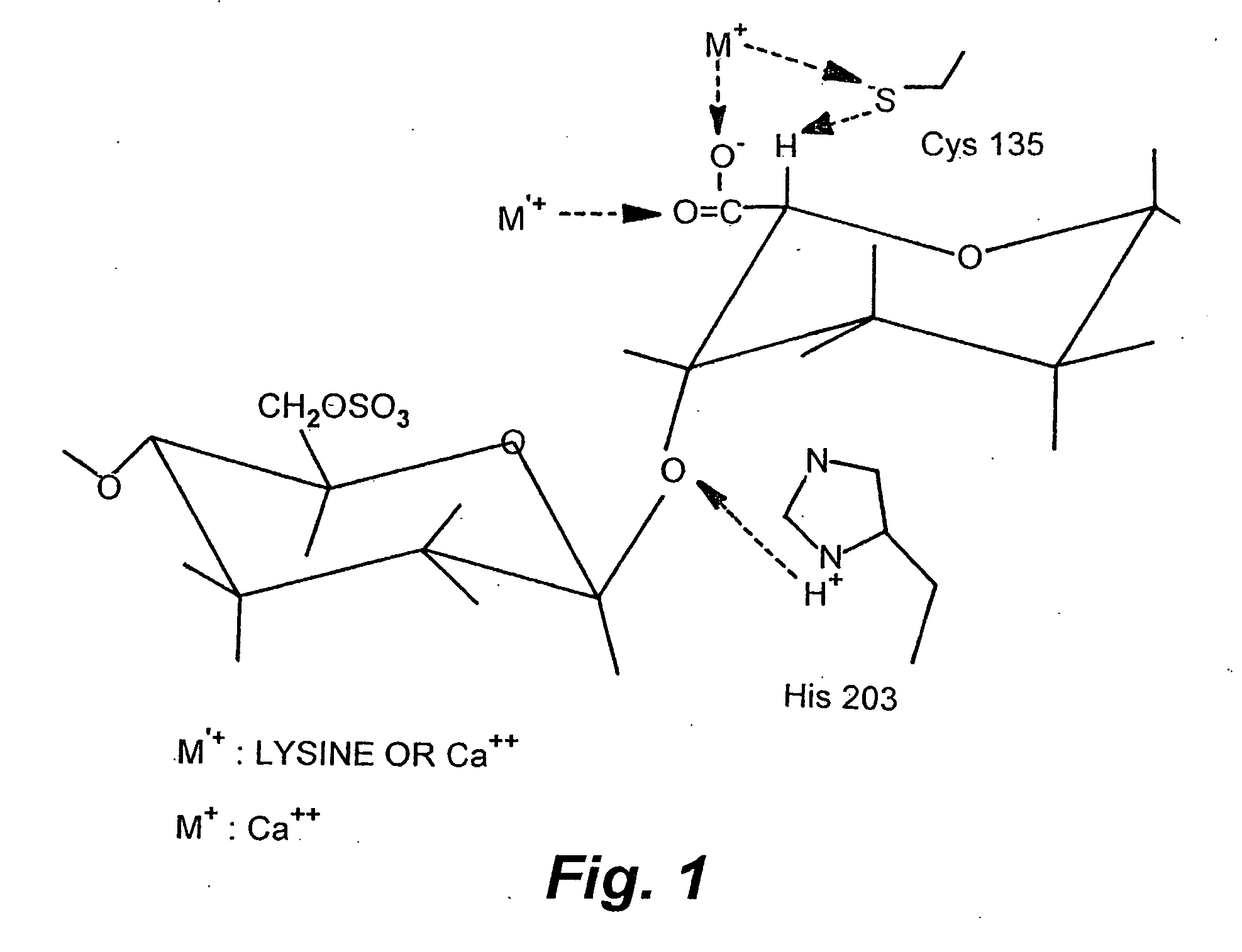 Rationally designed heparinases derived from heparinase I and II and methods of sequencing therewith