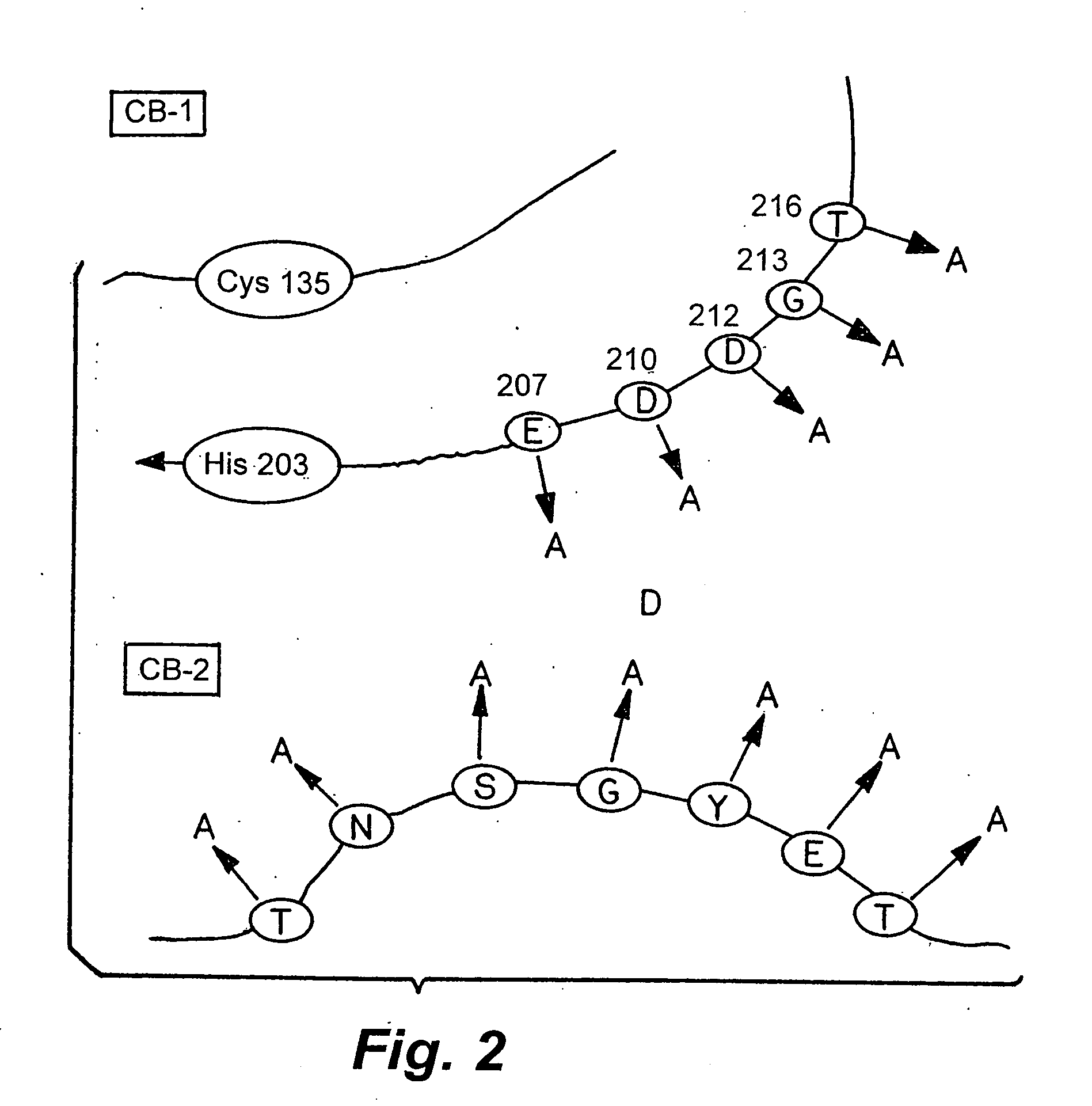 Rationally designed heparinases derived from heparinase I and II and methods of sequencing therewith