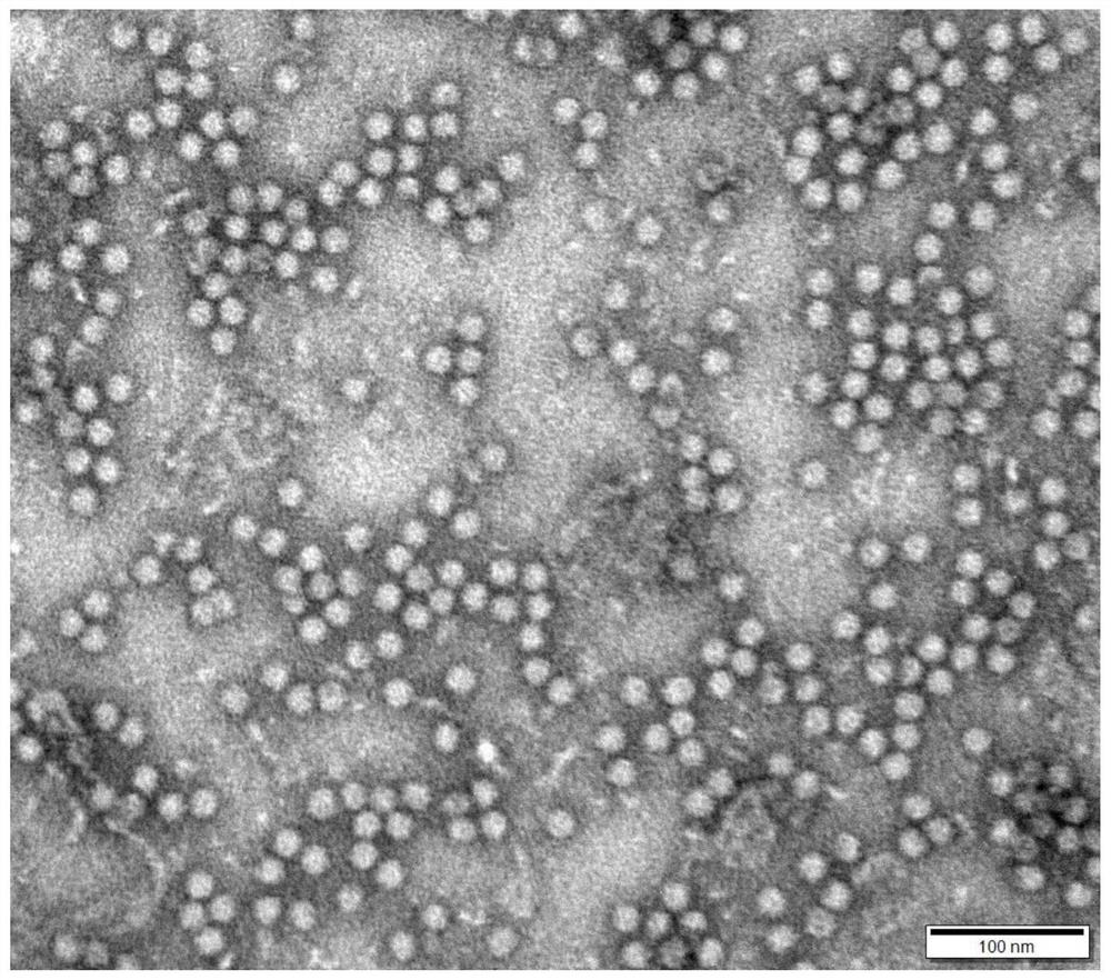 Porcine circovirus type 3 cap protein, nucleic acid, virus-like particle, vaccine, preparation method and application