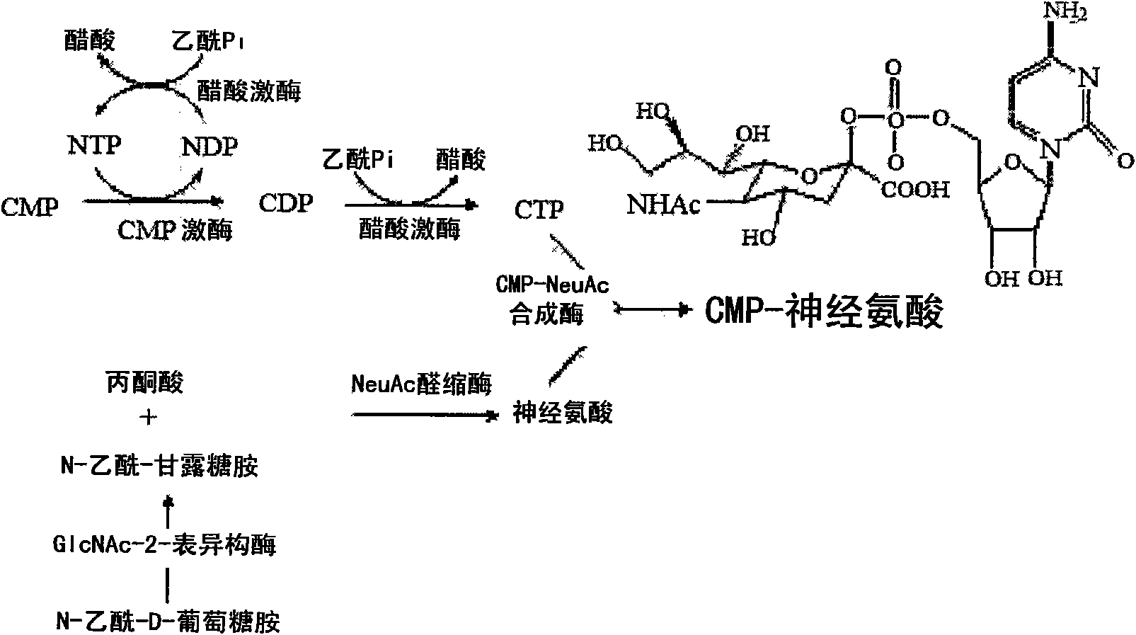 Novel n-acetylglucosamine-2-epimerase and method for producing cmp-neuraminic acid using the same