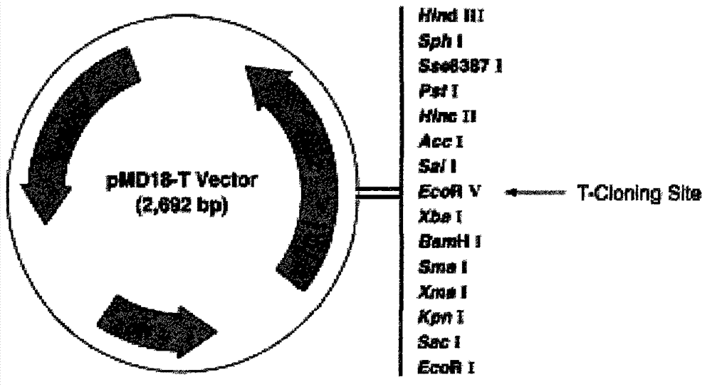 Method for synthesizing astaxanthin by apple trees to improve photooxidation resistance