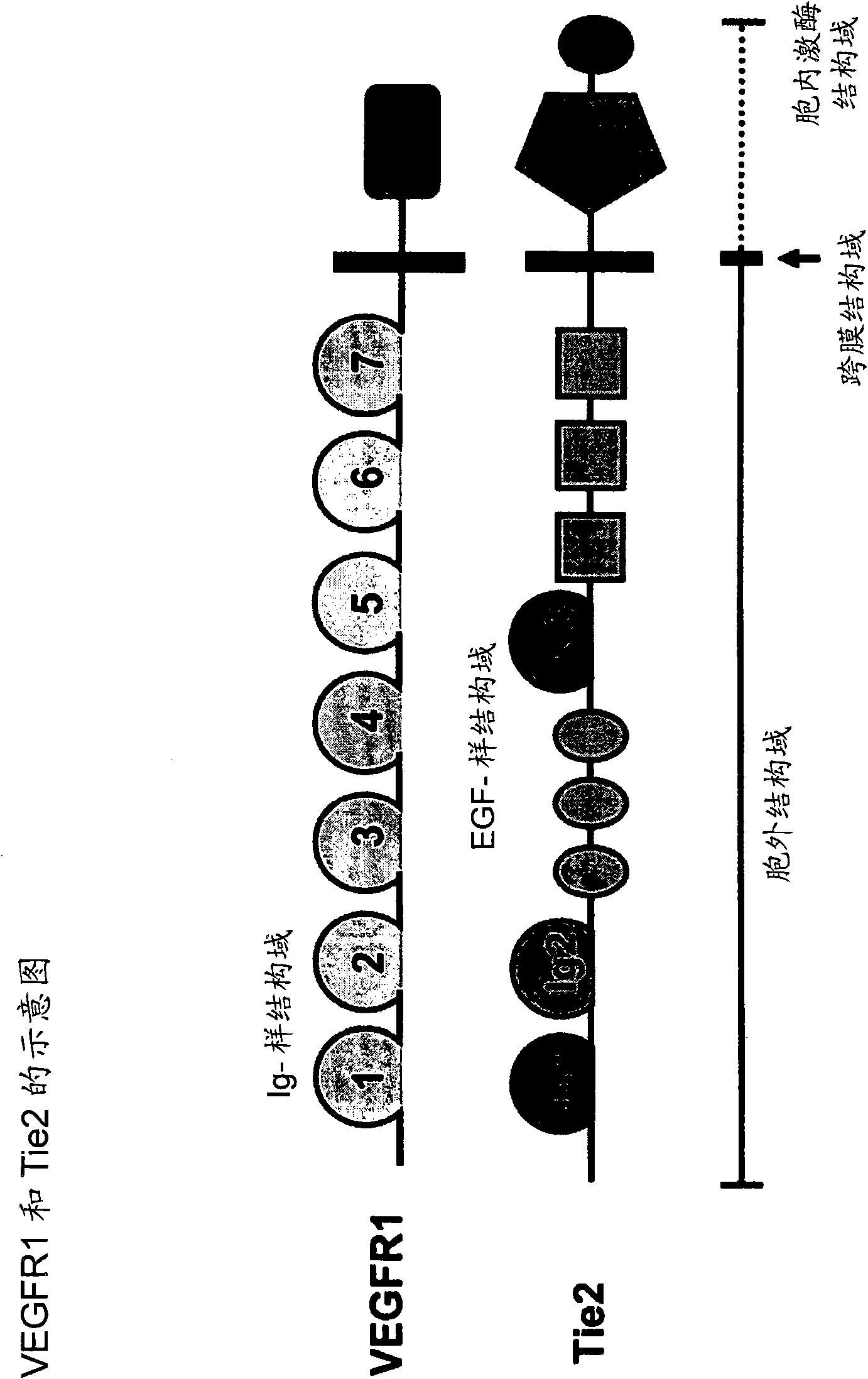 Fusion proteins binding to growth factors