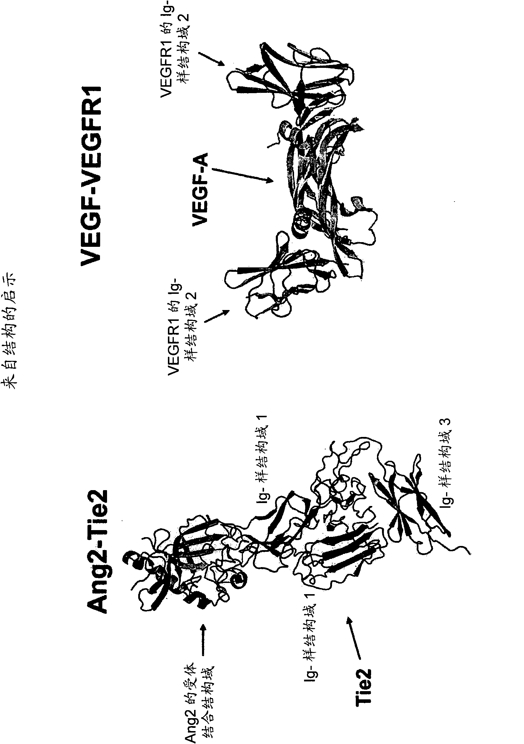 Fusion proteins binding to growth factors