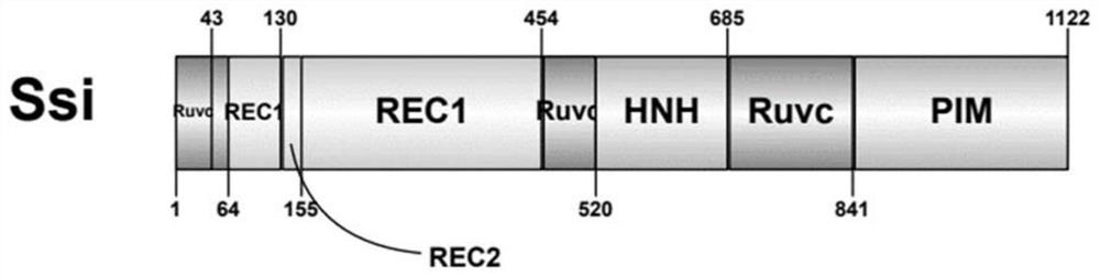 Fusion protein, base editing tool and application thereof