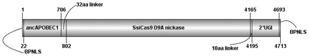 Fusion protein, base editing tool and application thereof