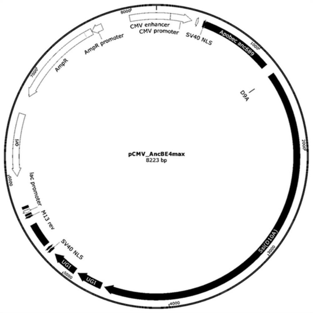 Fusion protein, base editing tool and application thereof