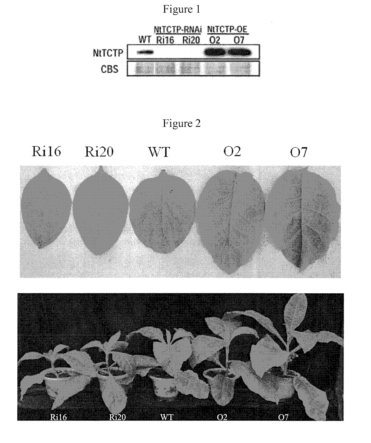 Use of tobacco gene nttctp in plant against potato virus y