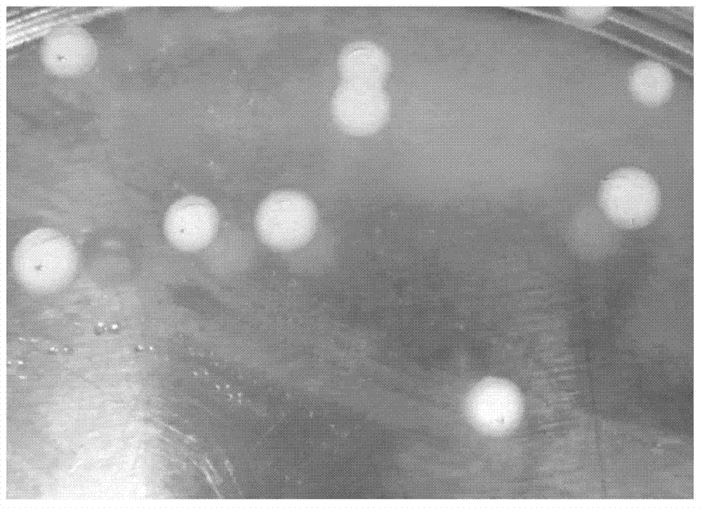 Lysobacter enzymogenes mutant strain and preparation method thereof