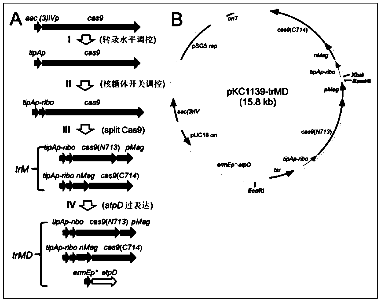 Method capable of enhancing actinomycete gene editing efficiency and application thereof