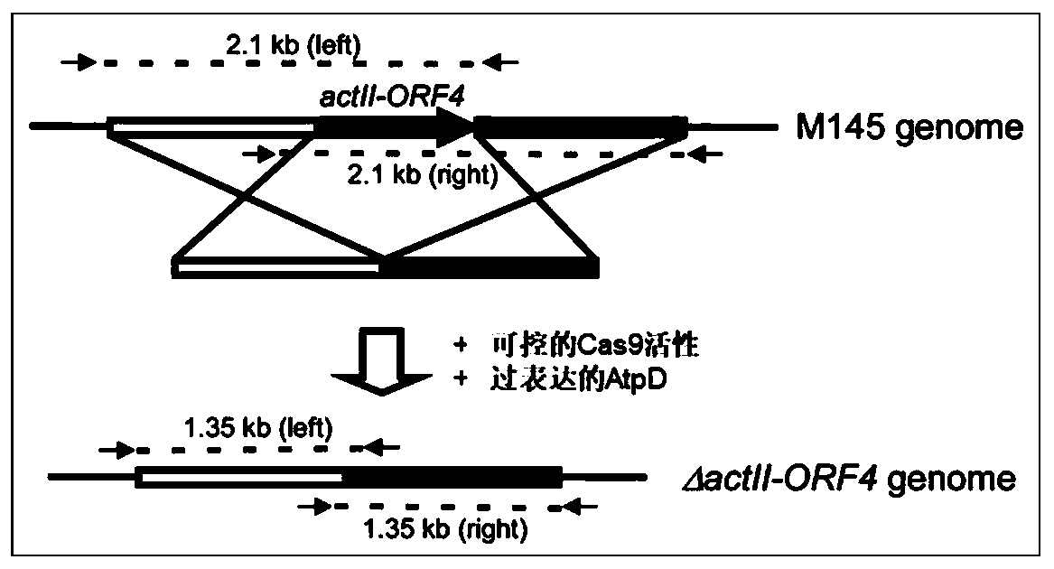 Method capable of enhancing actinomycete gene editing efficiency and application thereof