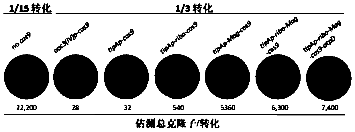 Method capable of enhancing actinomycete gene editing efficiency and application thereof