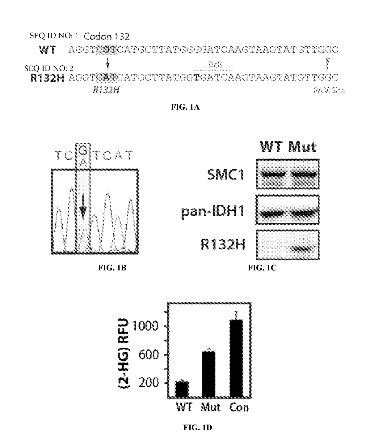 Compositions and methods for targeting and treating homologous recombination-deficient tumors