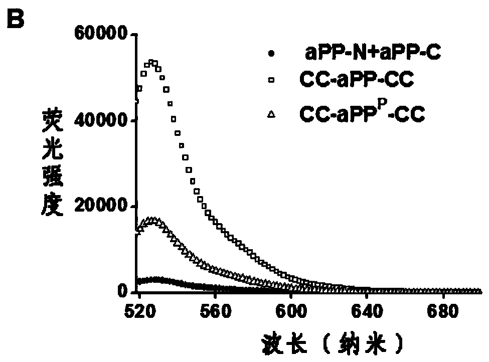 Polypeptide probe pair for measuring transpeptidase alpha activity, method for measuring transpeptidase alpha activity and application of both