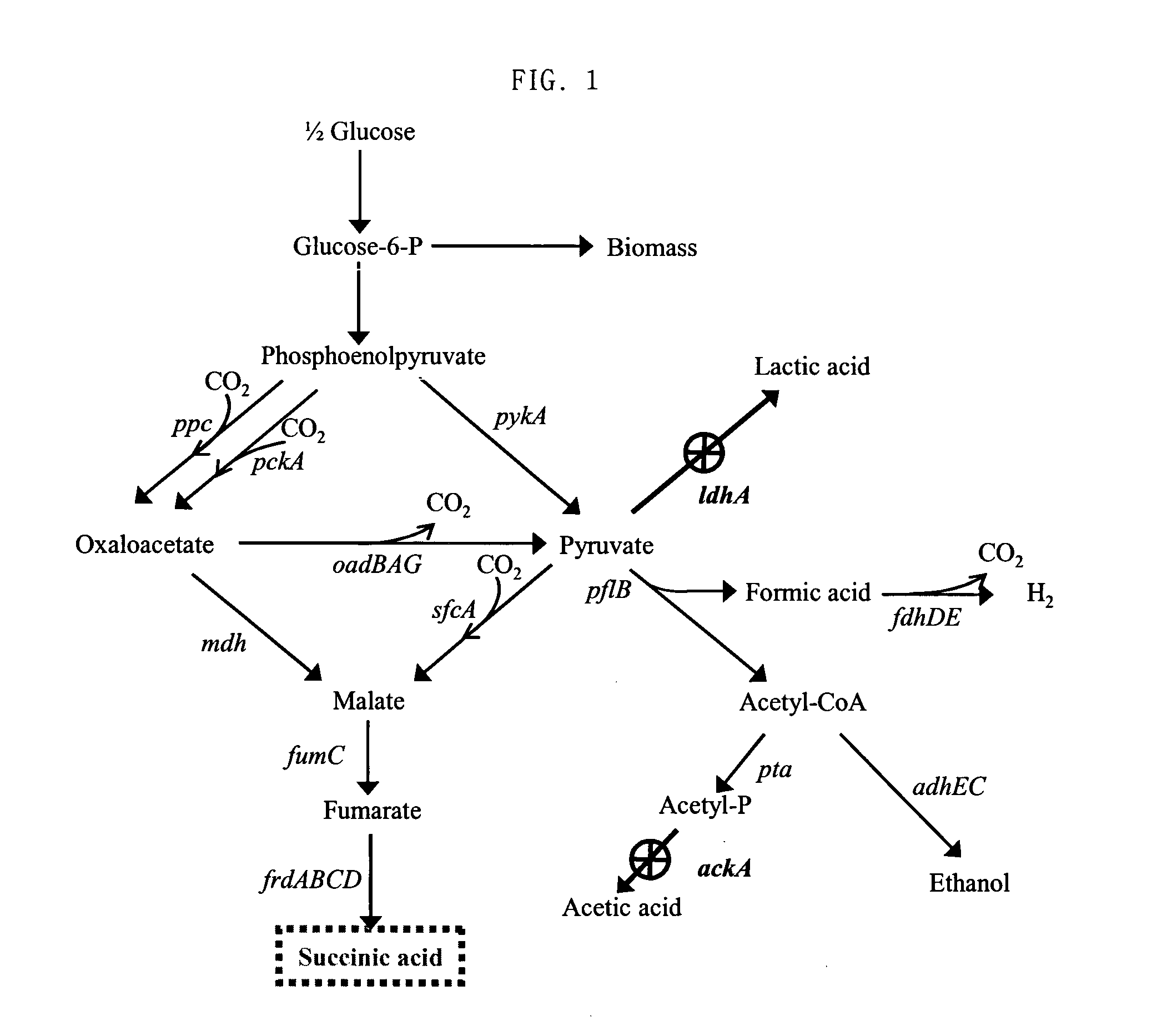 Homo-succinic acid producing microorganism variant and process for preparing succinic acid using the same