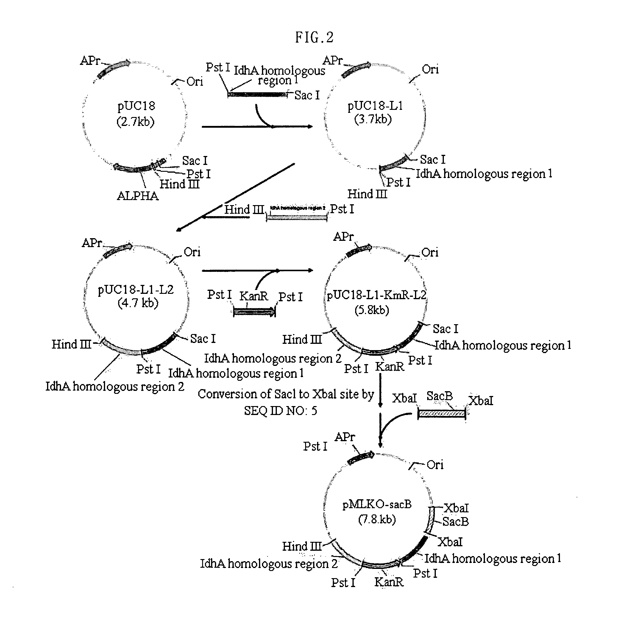 Homo-succinic acid producing microorganism variant and process for preparing succinic acid using the same