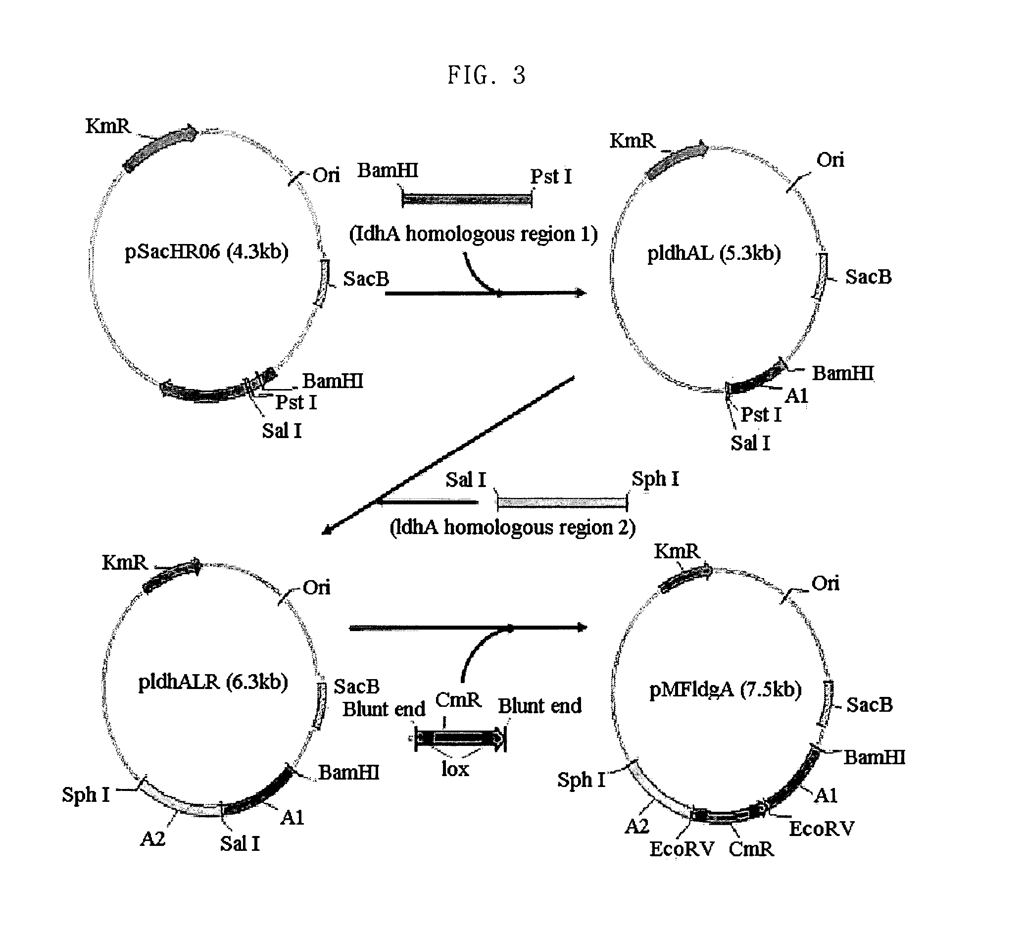 Homo-succinic acid producing microorganism variant and process for preparing succinic acid using the same