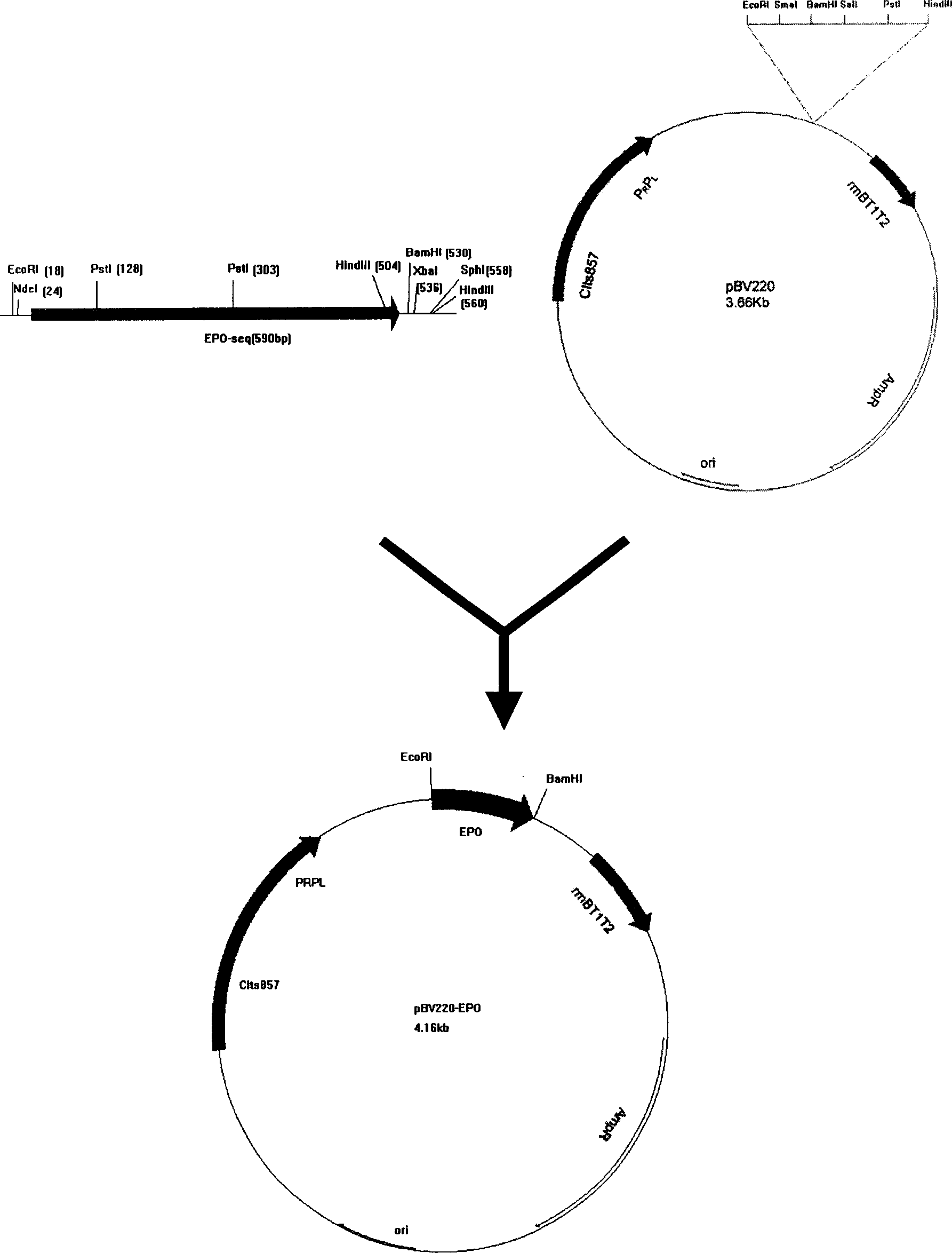 Recombinant erythropoietin with intracorporeal physical activity and modified by macrogol