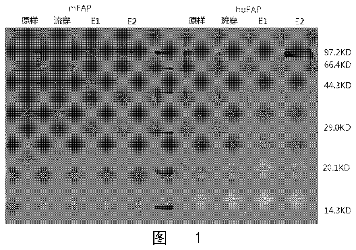 BINDING UNIT TARGETING FIBROBLAST ACTIVATION PROTEIN alpha AND APPLICATION THEREOF
