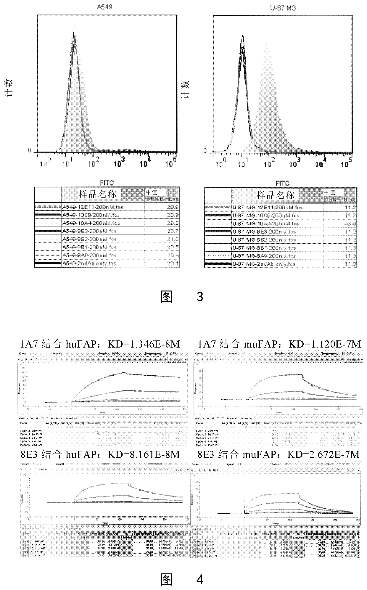BINDING UNIT TARGETING FIBROBLAST ACTIVATION PROTEIN alpha AND APPLICATION THEREOF