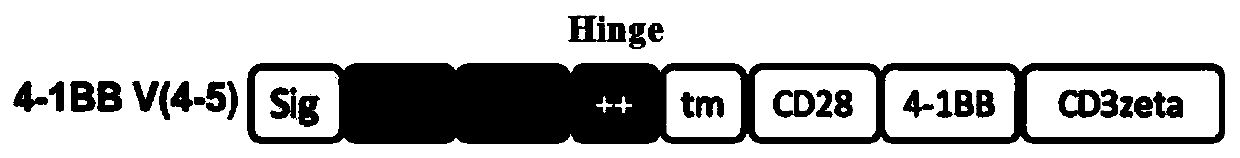 Five hinge regions and their chimeric antigen receptors and immune cells