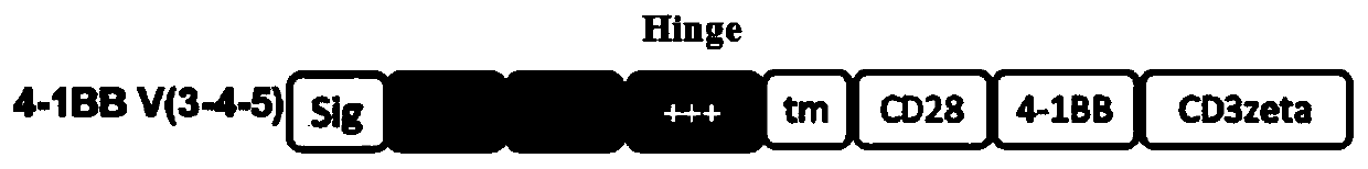 Five hinge regions and their chimeric antigen receptors and immune cells