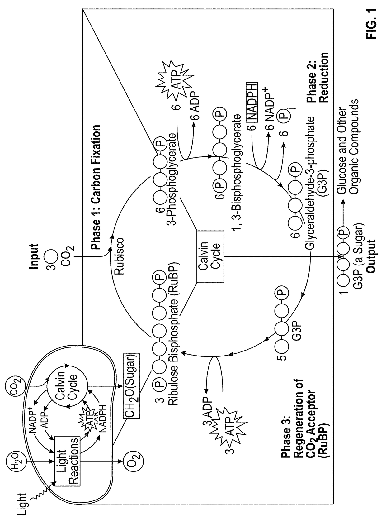 Transgenic plants with engineered redox sensitive modulation of photosynthetic antenna complex pigments and methods for making the same