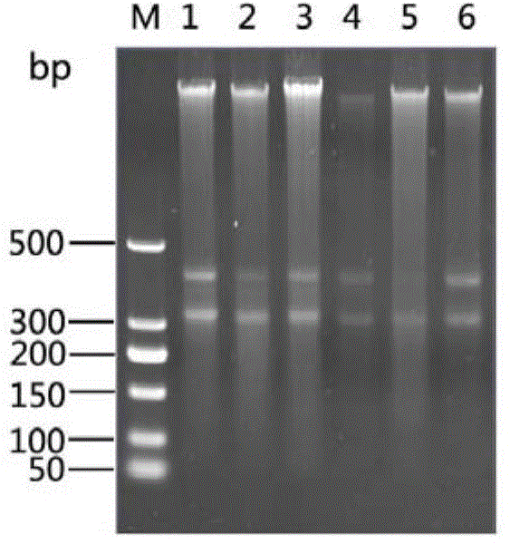 Method for total DNA extraction and diversity analysis of ship ballast water microorganisms
